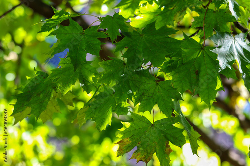 Photography Fresh green Norway Maple leaves Acer platanoides backlit by sunshine with soft bokeh background