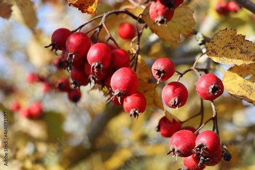 Ripe berries, haws, on Hawthorn also called called thornapple, May-tree, whitethorn, or hawberry, Crataegus monogyna berries in Autumn