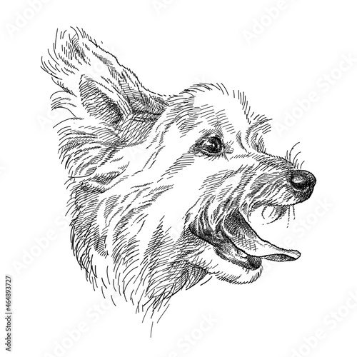 Hand drawn sketch of cute Yorkshire terrier or Yorkie head profile in black isolated on white background. 