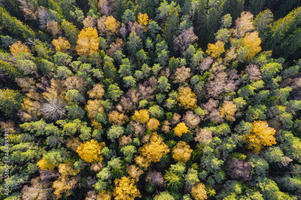 Directly above aerial drone full frame shot of green emerald pine forests and yellow foliage groves with beautiful texture of treetops. Beautiful fall season scenery. Mountains in autumn golden colors Directly above aerial drone full frame shot of green emerald pine forests and yellow foliage groves with beautiful texture of treetops. Beautiful fall season scenery. Mountains in autumn golden colors