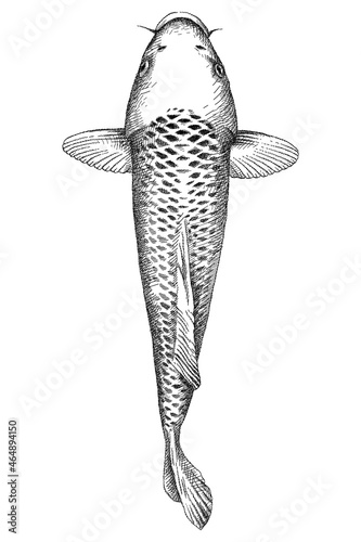 Hand drawn sketch of brocaded koi carp in black isolated on white background. 