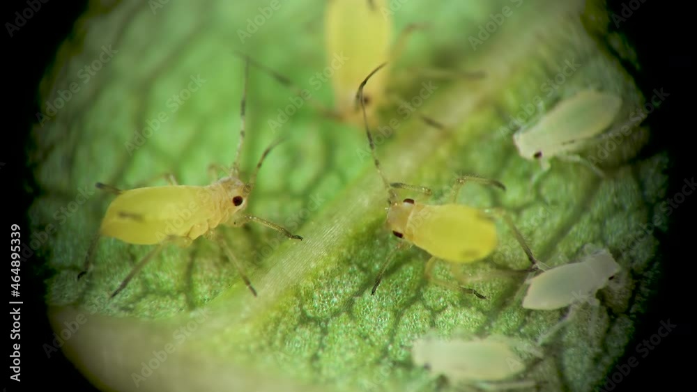 Aphid under a microscope, Aphididae - aphid superfamily (Aphidoidea, Hemiptera) on a cucumber leaf, many are dangerous pests of cultivated plants Aphid under a microscope, Aphididae - aphid superfamily (Aphidoidea, Hemiptera) on a cucumber leaf, many are dangerous pests of cultivated plants