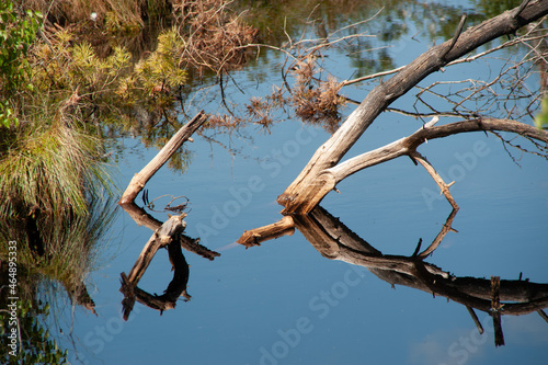 Kunterli Art - This is Nature