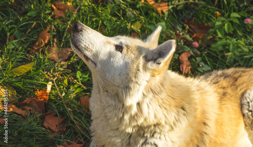 Close-up portrait white wolf in forest, profile view photo