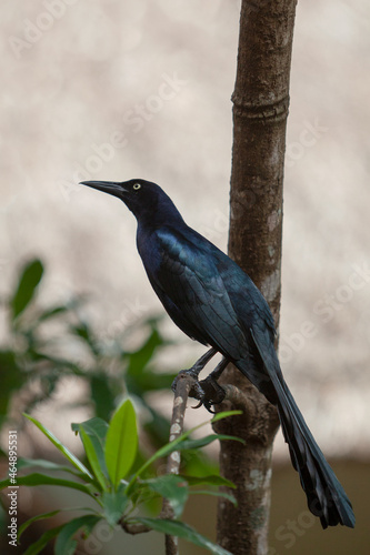 Great-tailed grackle.Filmed on the Yucatan Peninsula