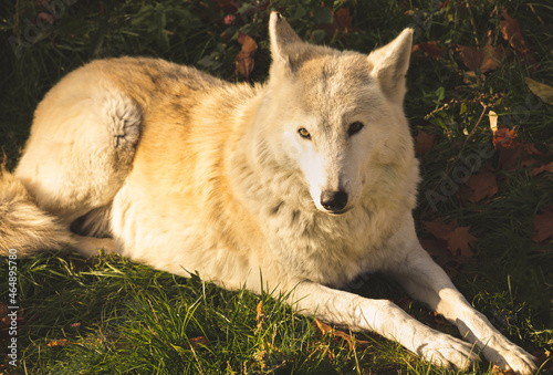 White wolf in sunset lights in nature close-up view portrait photo © FellowNeko