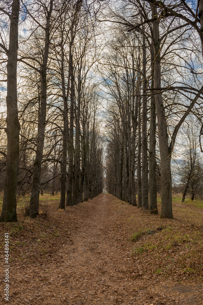 alley in the autumn forest