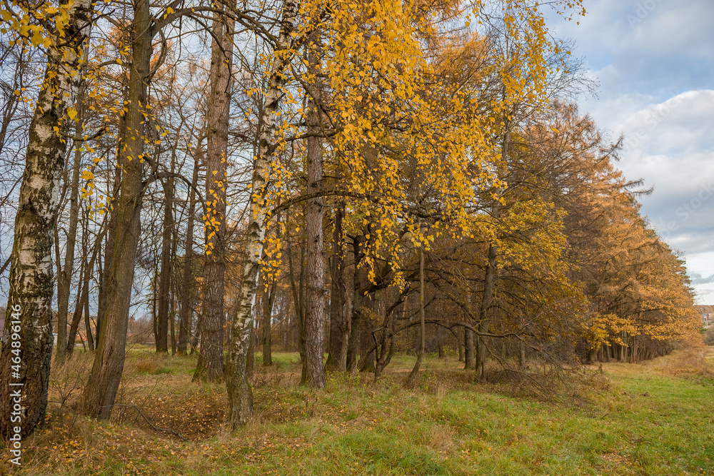 birch trees with yellow leaves in autumn