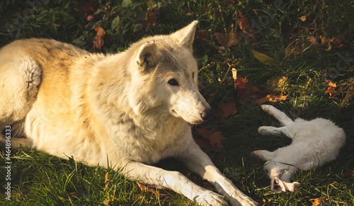 White wolf with rabbit in nature, in forest, canine predator with prey, danger wildlife photo