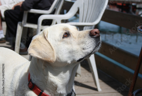 White labrador retriever in Bamfield, British Columbia, Canada photo
