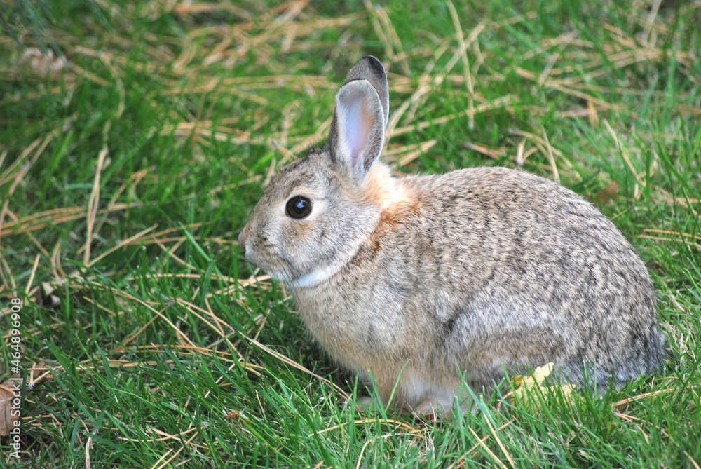 Cottontail rabbit on grass outdoors. Cottontail rabbit on grass outdoors.