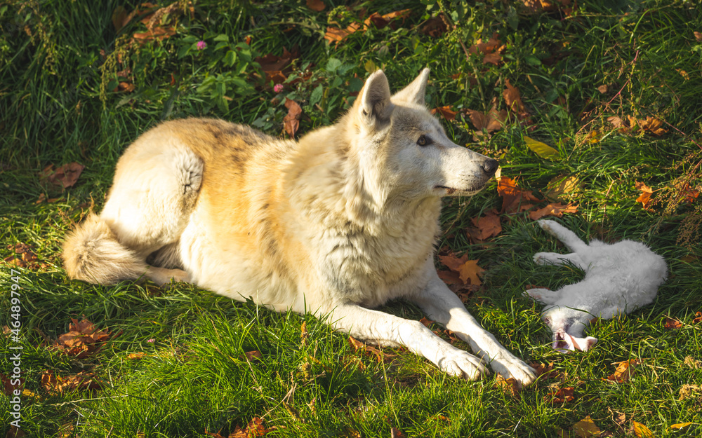 White wolf with food in forest White wolf with food in forest