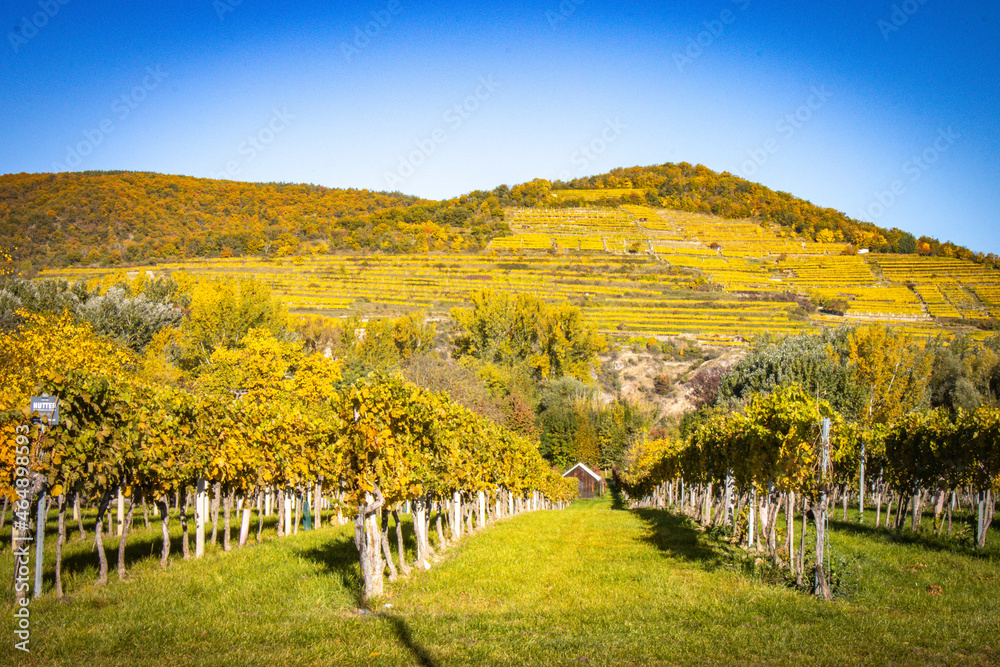 Fototapeta premium vineyards in autumn, Wachau valley, Austria