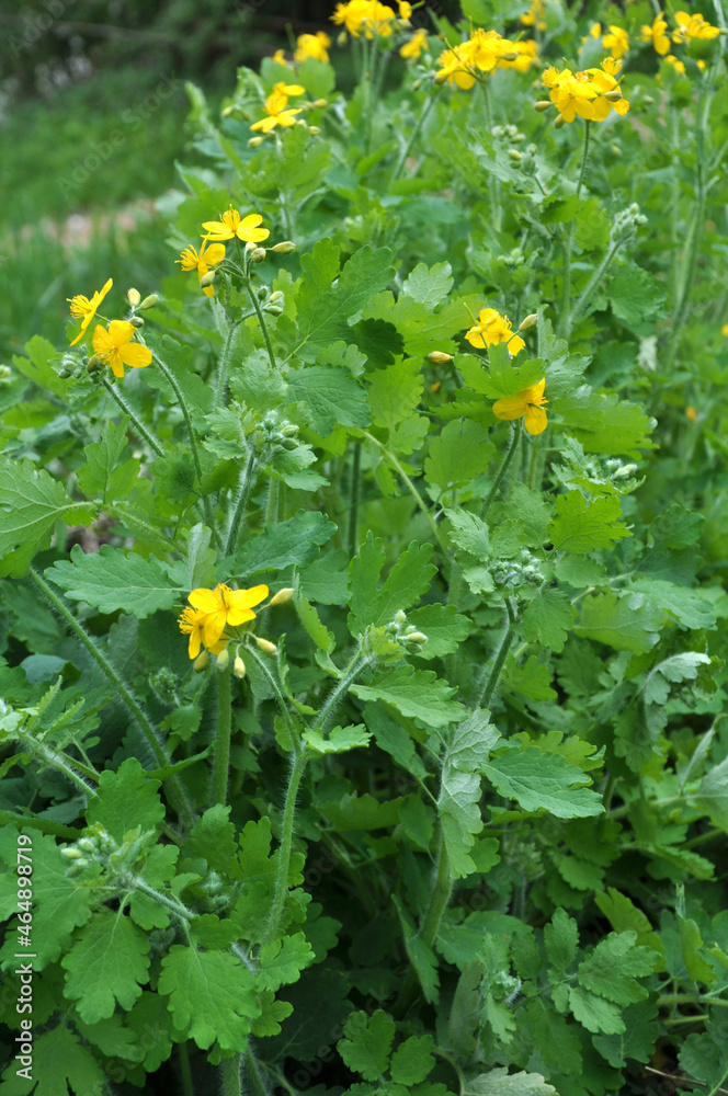 Flowering Chelidonium majus Flowering Chelidonium majus