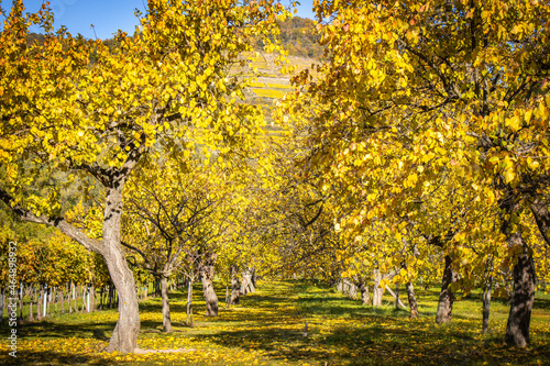 autumn in the Wachau valley, Austria, apricot plantation