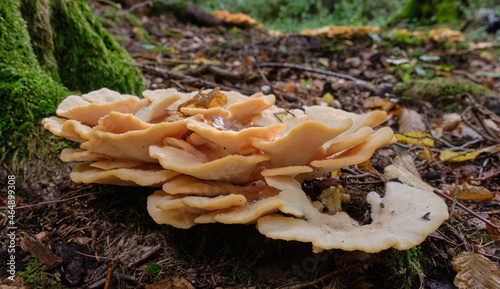 Polyporus borealis(Climacocystis borealis) in fall photo