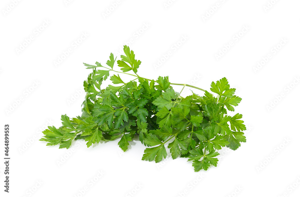 Bunch of green parsley. Bunch of green parsley.