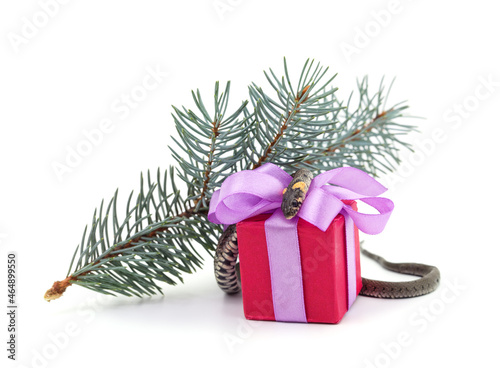 Snake with a gift and a branch of thuja.