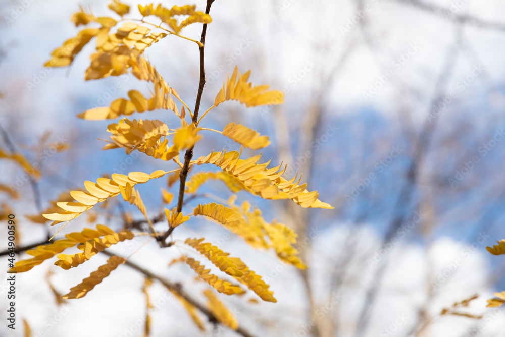 Branch of yellow leaves with white background of winter snow