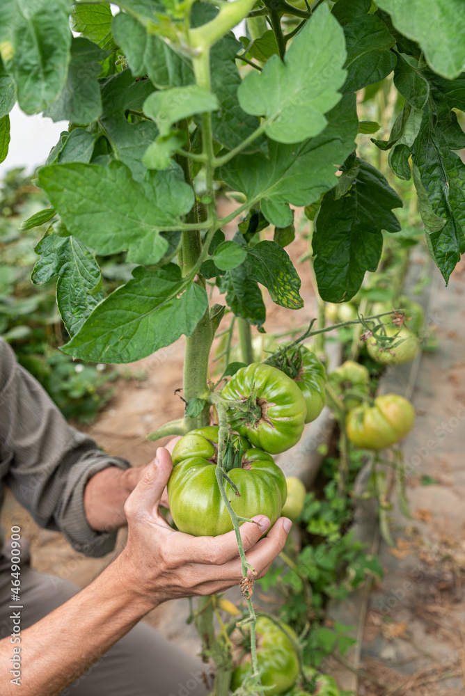 Organic tomatoes, harvesting in the garden Organic tomatoes, harvesting in the garden