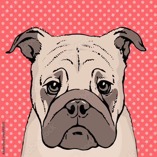 Drawn portrait of a pug dog face. Pet cute. Pen and ink sketch on red background. Vector illustration pop art