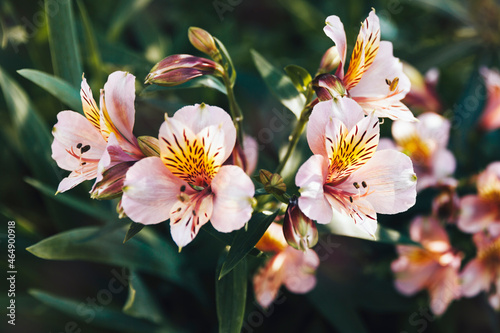 A bush of delicate, pink flowers of Alstroemeria on a dark green background photo