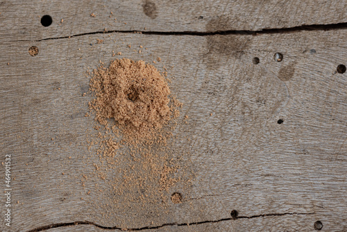 Common woodworm pest, woodworm pest photo