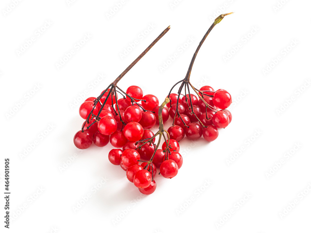 Bright red clusters of mountain ash on a white background Bright red clusters of mountain ash on a white background