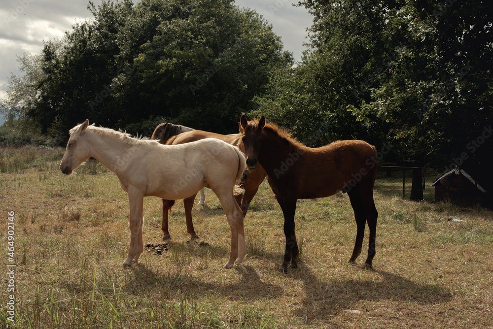 Fototapeta premium Varios caballos de distintos colores posando en grupo en medio de un bosque.