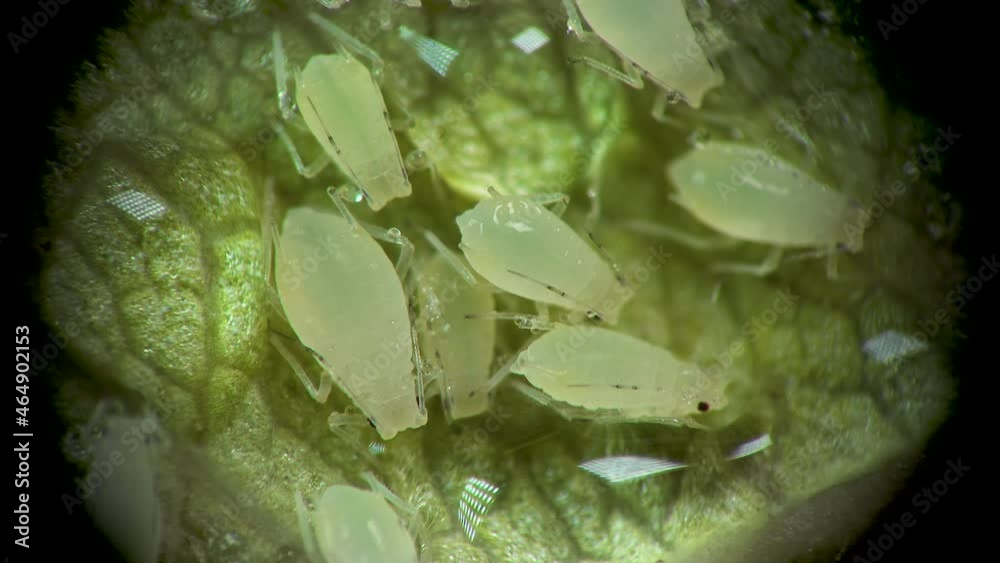 Aphid under a microscope, Aphididae - aphid superfamily (Aphidoidea, Hemiptera) on a cucumber leaf, many are dangerous pests of cultivated plants Aphid under a microscope, Aphididae - aphid superfamily (Aphidoidea, Hemiptera) on a cucumber leaf, many are dangerous pests of cultivated plants