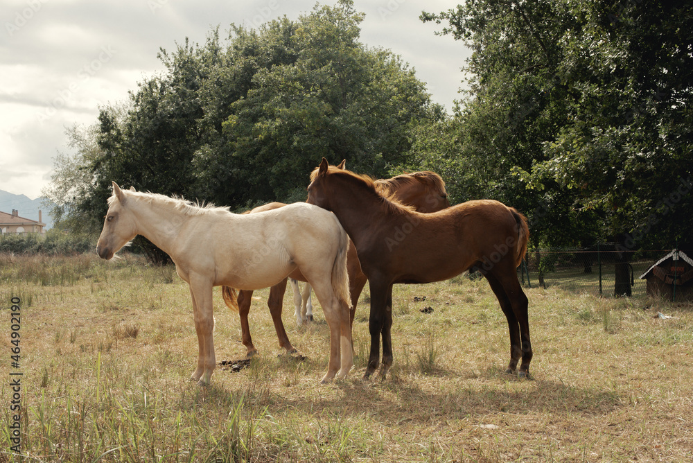 Varios caballos de distintos colores posando en grupo en medio de un bosque.