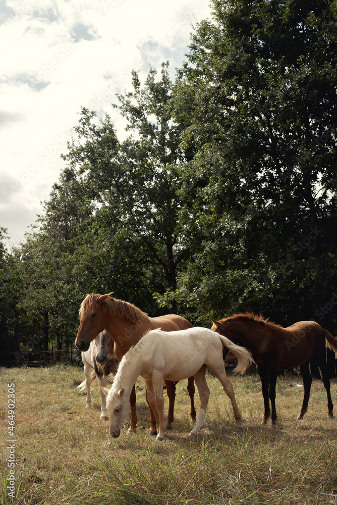 Conjunto de caballos de varios colores posando en grupo en plena naturaleza en un día nublado. Conjunto de caballos de varios colores posando en grupo en plena naturaleza en un día nublado.