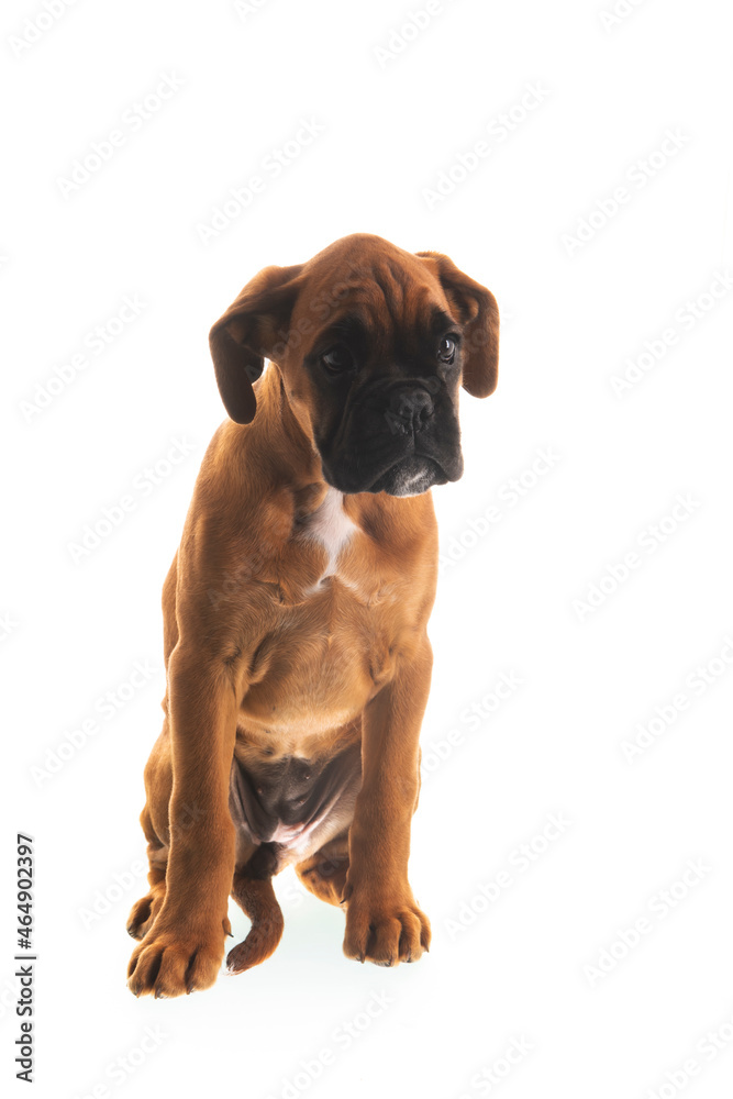 Boxer puppy on white background