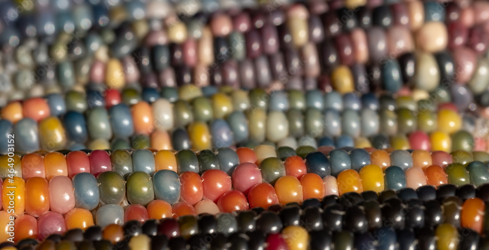 Macro photo of Zea Mays gem glass corn cobs with rainbow coloured kernels, grown on an allotment in London UK. Macro photo of Zea Mays gem glass corn cobs with rainbow coloured kernels, grown on an allotment in London UK.