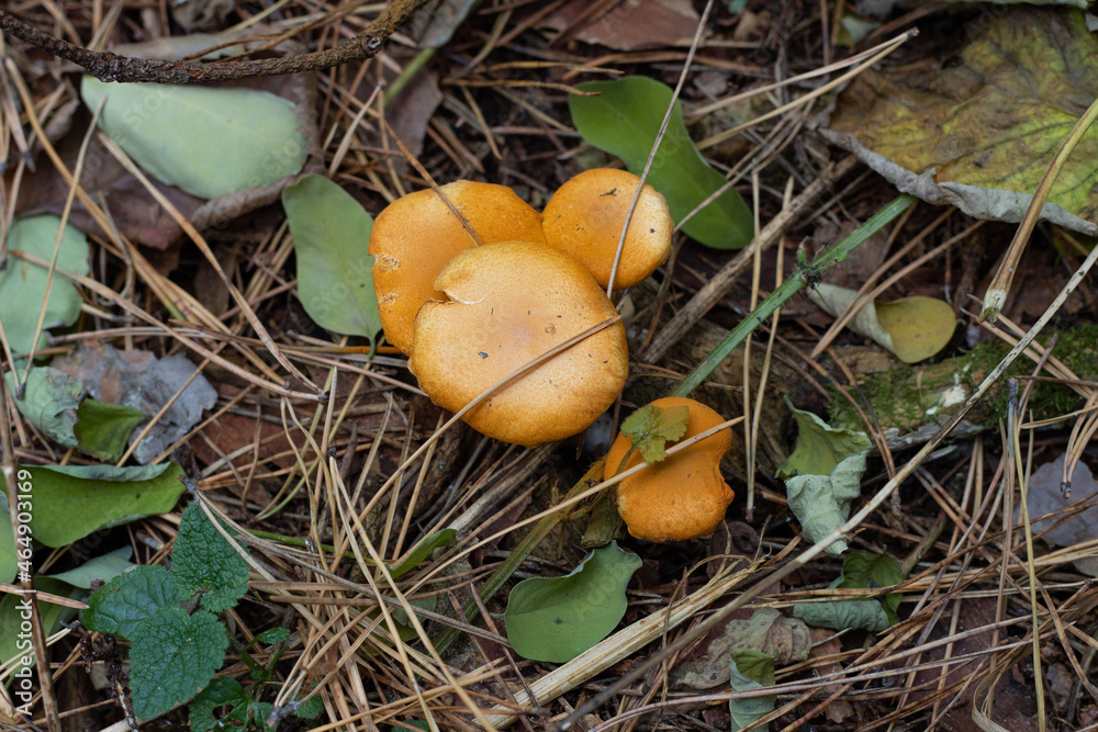 Mushroom in the grass in autumn
