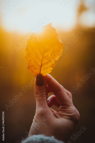Fototapeta Naklejka Na Ścianę i Meble -  hand holding autumn leaves