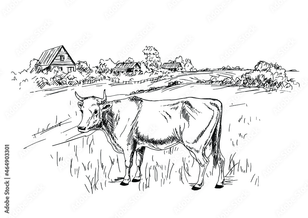 Cow grazing in the meadow, village landscape. Hand drawn sketch