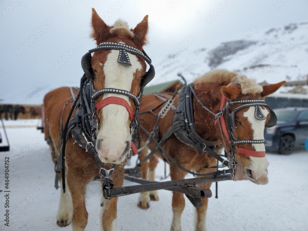 horsie wyoming