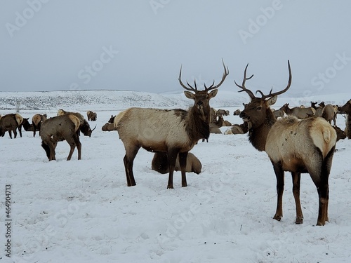 Wyoming Animals