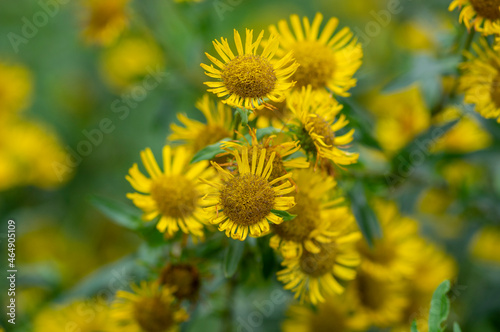 Inula britannica british yellowhead meadow fleabane flowers in bloom, yellow autumnal flowerin plant photo