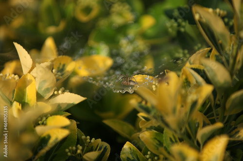 Selective focus shot of a spider among yellow flower