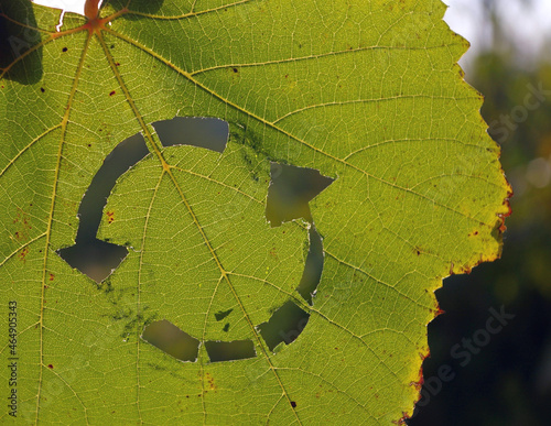 Circular system symbol on a greenleaf. Recycling, sync symbol, and sustainability sign for sharing, reusing, repairing, refurbishing and recycling existing resources. . High quality photo