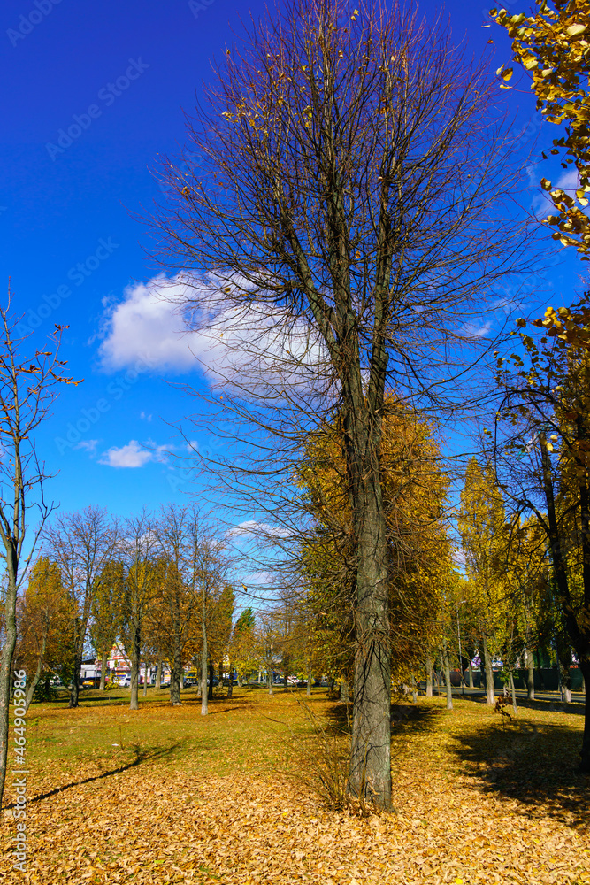 Autumn trees in a city park against a background of blue sky and white clouds