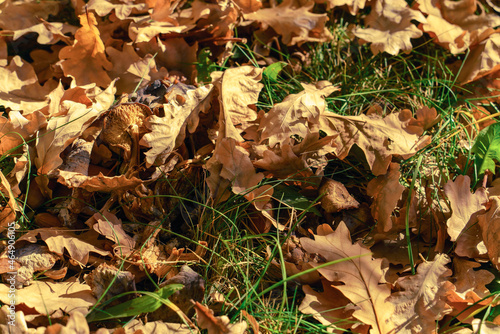 Mushrooms among autumn oak leaves in sunlight