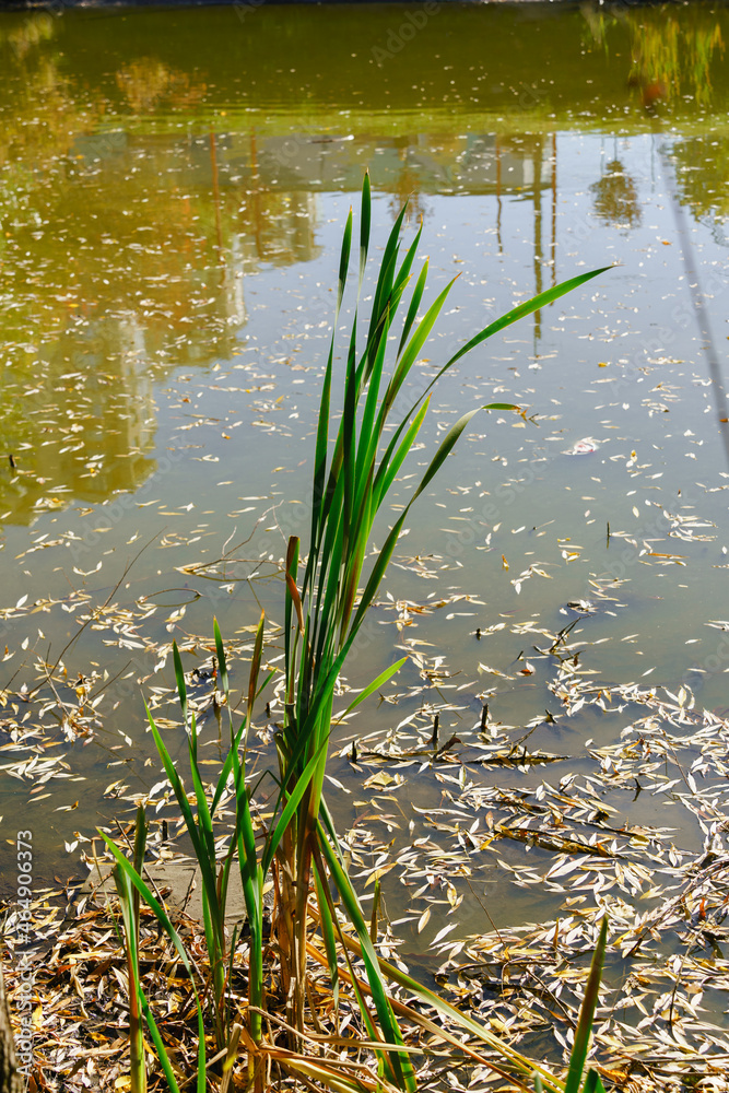 Fototapeta premium Green sedge on the shore among autumn willow leaves on the water on a sunny day