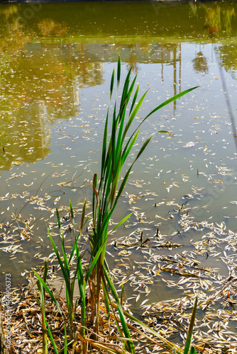 Green sedge on the shore among autumn willow leaves on the water on a sunny day