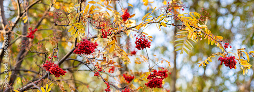 Ripe red-orange rowan berries close-up growing in clusters on the branches of a rowan tree. Autumn season concept background. photo