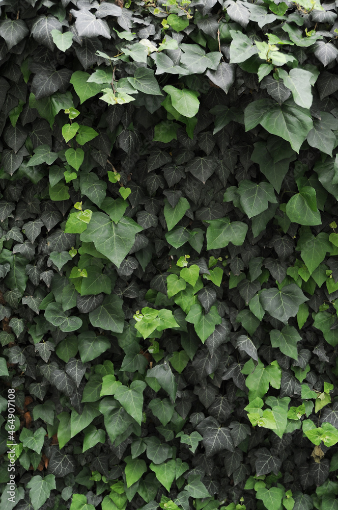 close up of green leaves close up of green leaves