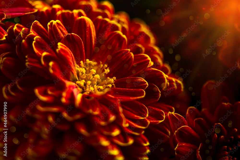 Red-orange chrysanthemum close-up. Red-orange chrysanthemum close-up.