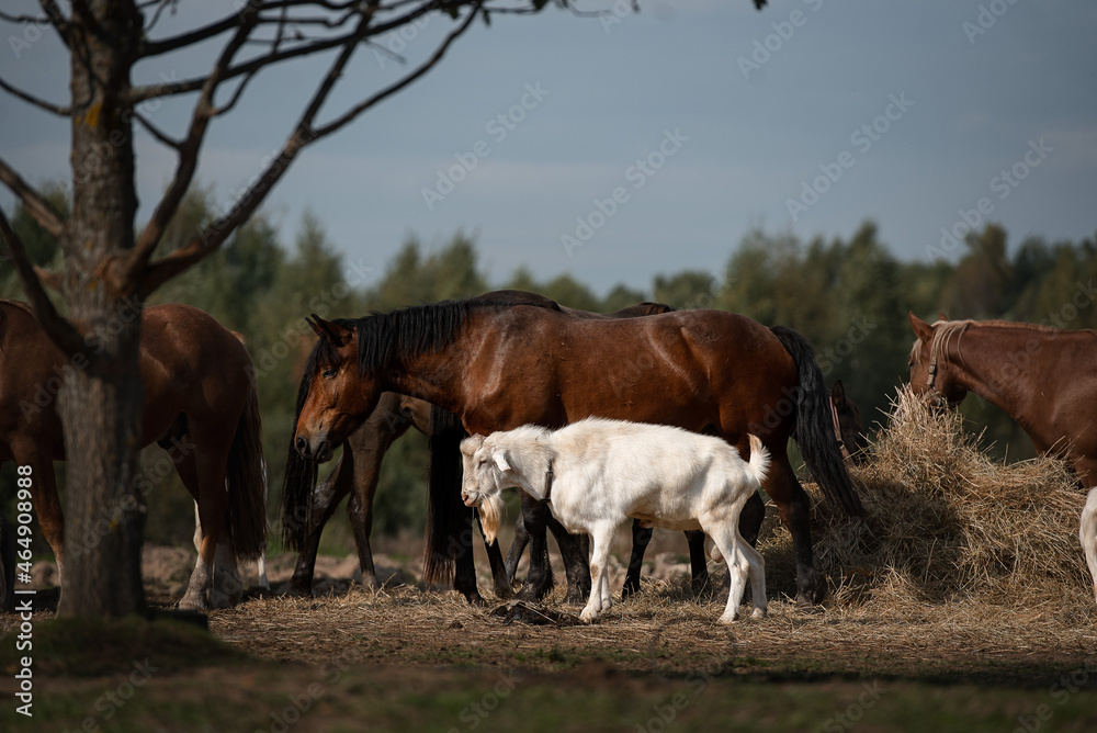 bay horse and goat on a farm near the hay bay horse and goat on a farm near the hay